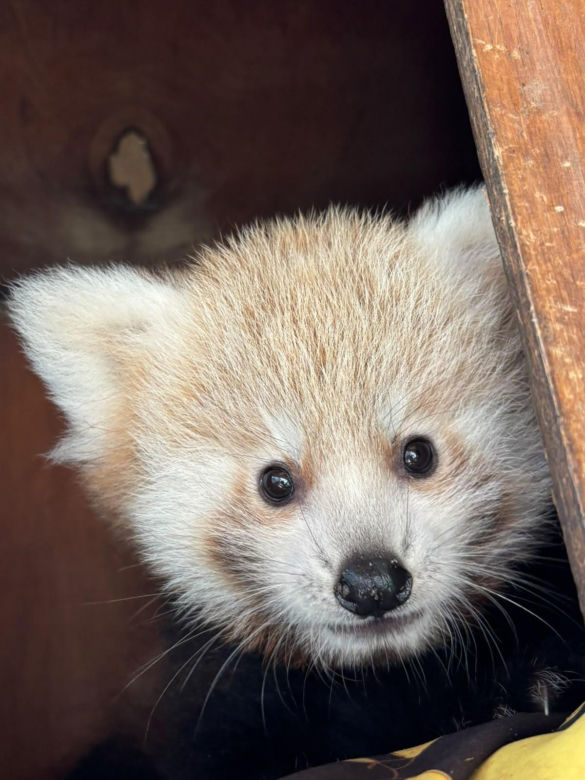 Niespodzianka w poznańskim zoo! Dwie pandki rude to dziewczynki. Imiona wybiorą wyjątkowe osoby