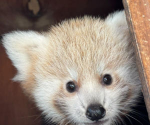 Niespodzianka w poznańskim zoo! Dwie pandki rude to dziewczynki. Imiona wybiorą wyjątkowe osoby