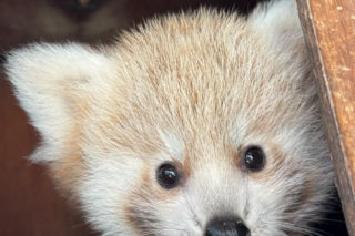 Niespodzianka w poznańskim zoo! Dwie pandki rude to dziewczynki. Imiona wybiorą wyjątkowe osoby