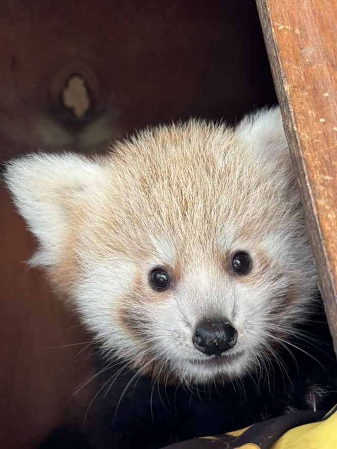 Niespodzianka w poznańskim zoo! Dwie pandki rude to dziewczynki. Imiona wybiorą wyjątkowe osoby