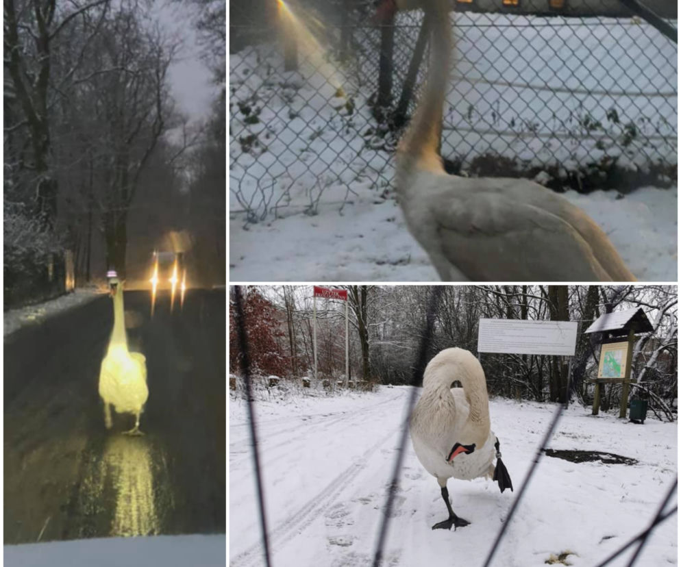 Łabędź GWIAZDĄ Strzeszyna! Kierowcy, uważajcie na ptaka-podróżnika!