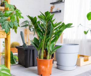 Przesadzanie zamiokulkasa