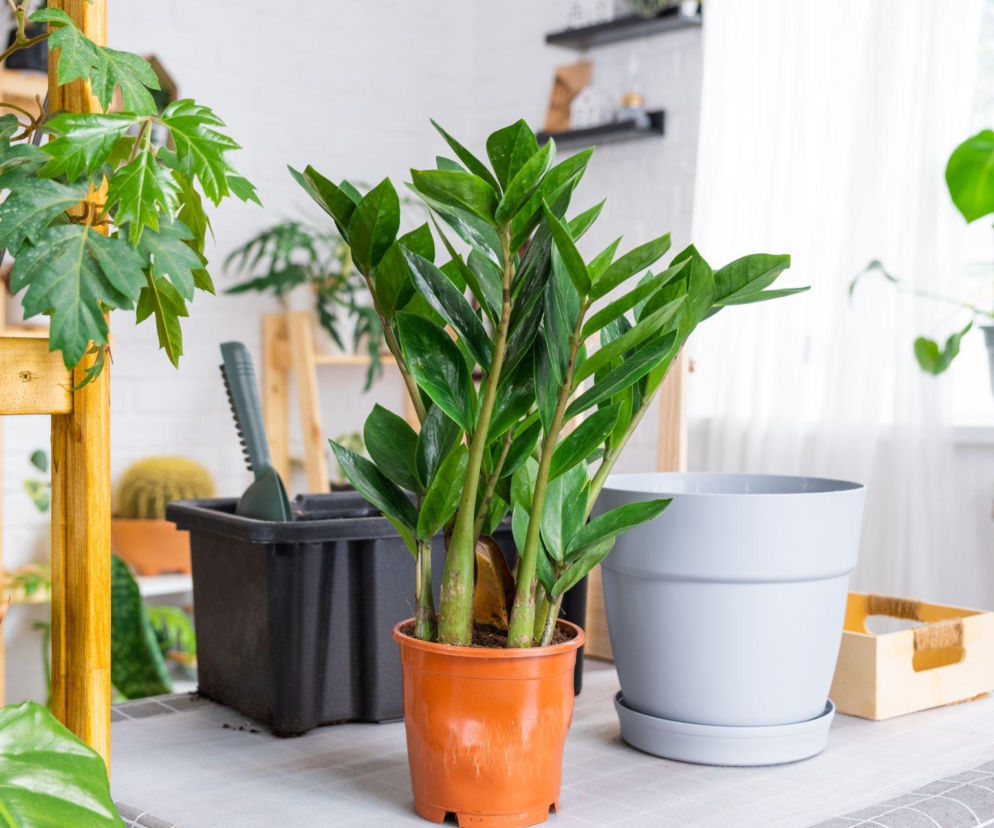 Przesadzanie zamiokulkasa