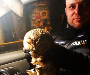 Policjanci z międzyrzeckiej drogówki uratowali ranną sowę