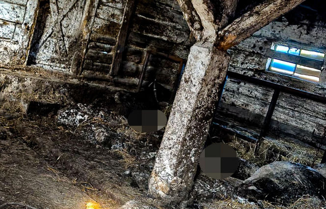 Horror koło Ostródy. Zwierzęta konały bez światła, wody i jedzenia