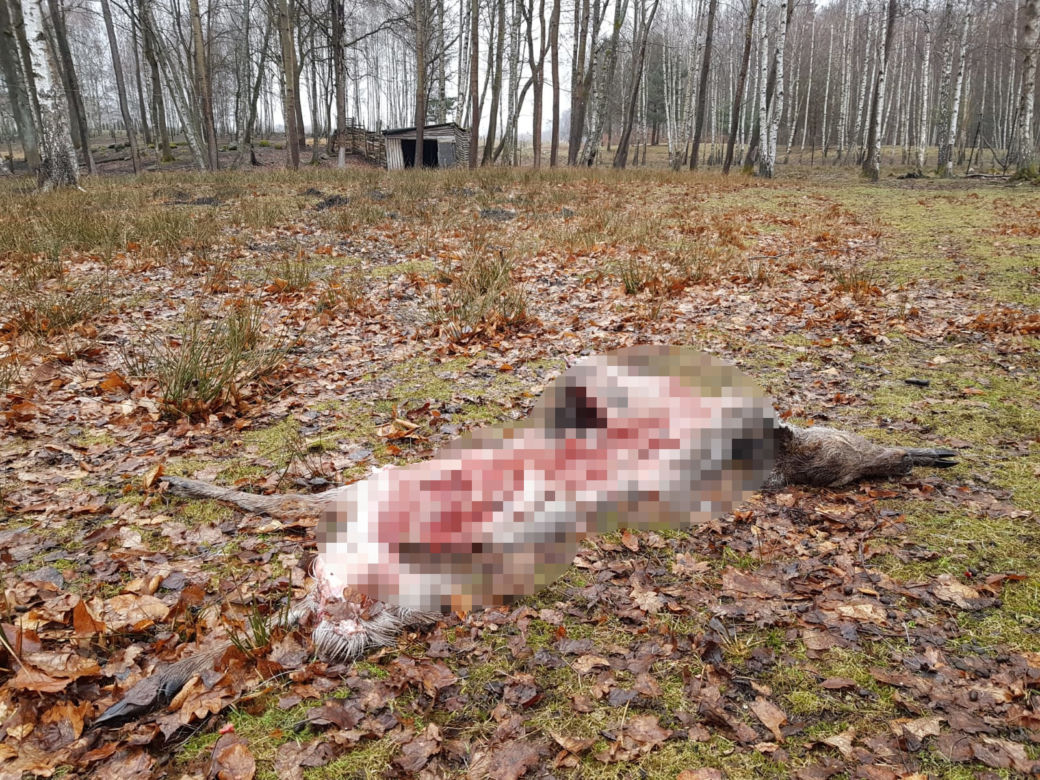 Wilki zagryzły zwierzęta hodowlane