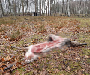 Wilki zagryzły zwierzęta hodowlane