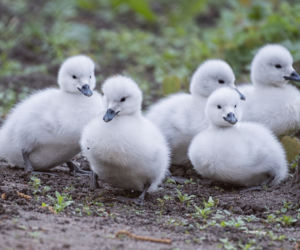 Baby boom we wrocławskim zoo