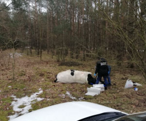Strzegowo. Byk ZABIŁ właściciela! Agresywne zwierzę uciekło ze stodoły!
