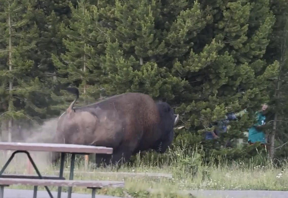 Atak bizona w Parku Narodowym Yellowstone