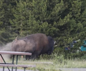 Atak bizona w Parku Narodowym Yellowstone