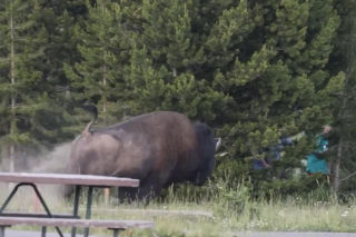 Atak bizona w Parku Narodowym Yellowstone