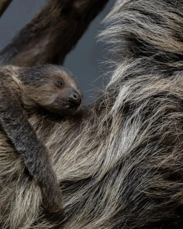 Dzień Dziecka w warszawskim ZOO. Tych malców kocha cała Warszawa