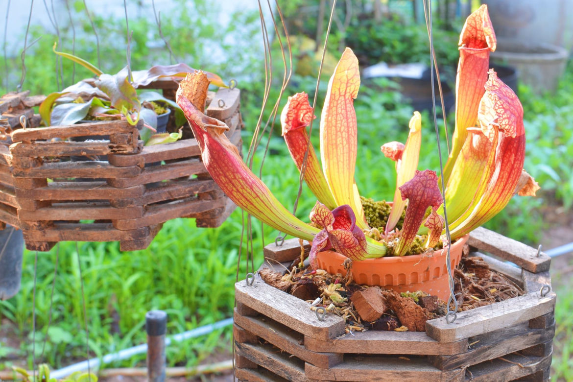 Kapturnica (Sarracenia)
