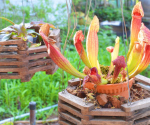 Kapturnica (Sarracenia)