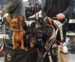 Międzynarodowa Wystawa Psów Rasowych Duo Cacib Kielce 2025