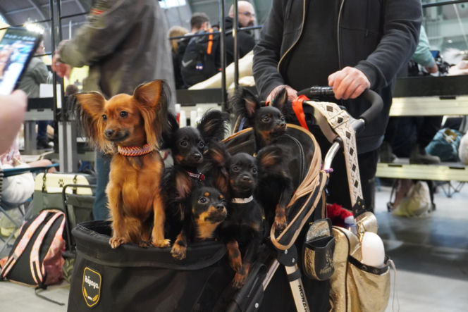 Międzynarodowa Wystawa Psów Rasowych Duo Cacib Kielce 2025