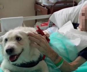 Legnica. Suczka Saba nie widziała właściciela przez 6 miesięcy. Odwiedziła go w szpitalu [ZDJĘCIA].