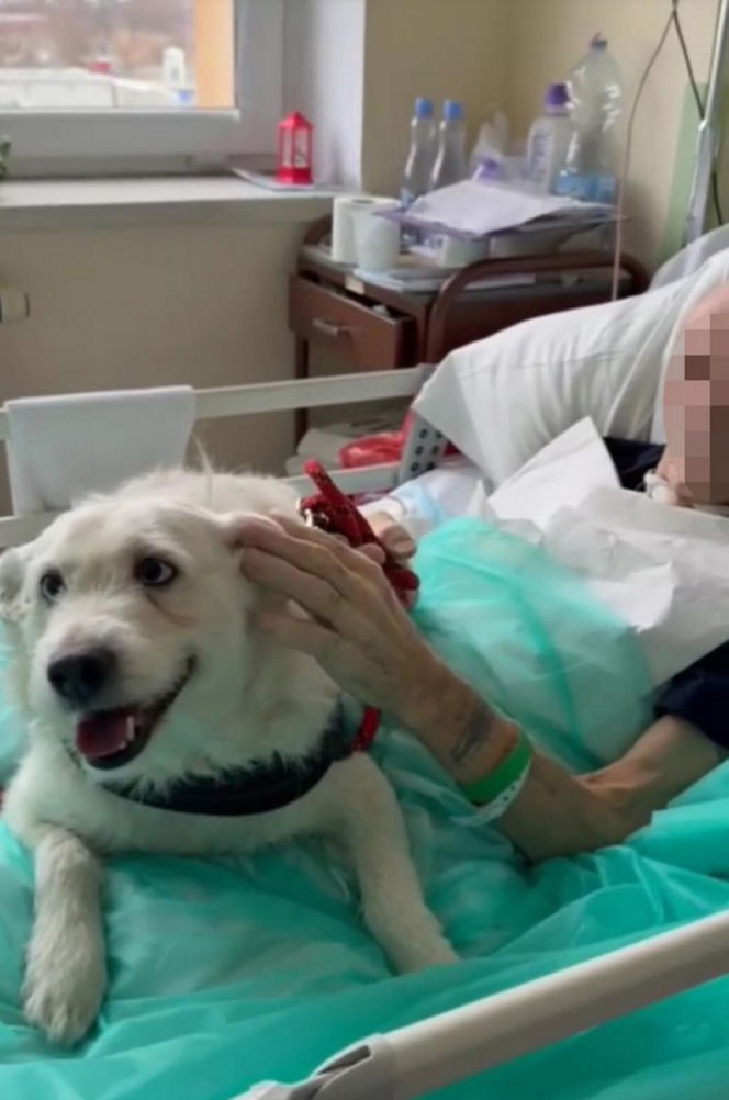 Legnica. Suczka Saba nie widziała właściciela przez 6 miesięcy. Odwiedziła go w szpitalu [ZDJĘCIA].