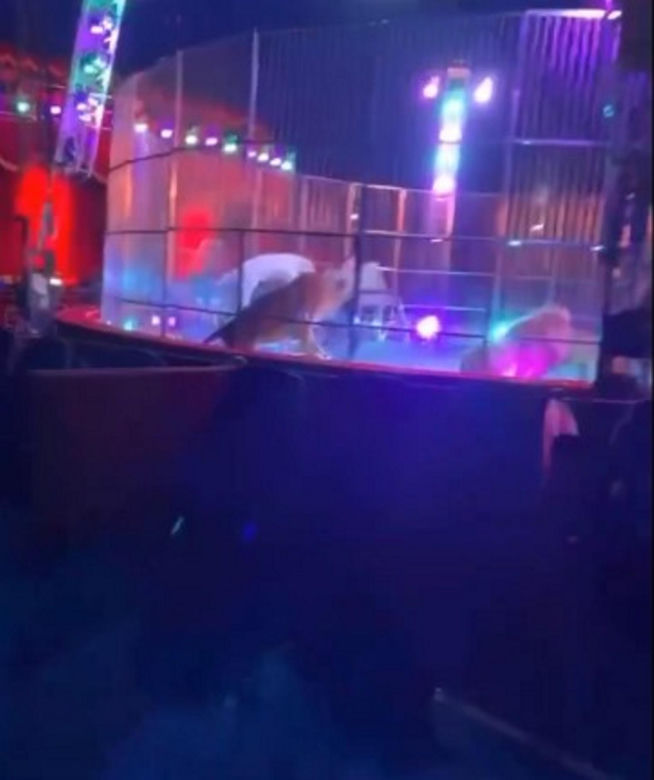Panika w cyrku! Bunt lwów  tuz obok tłumu widzów
