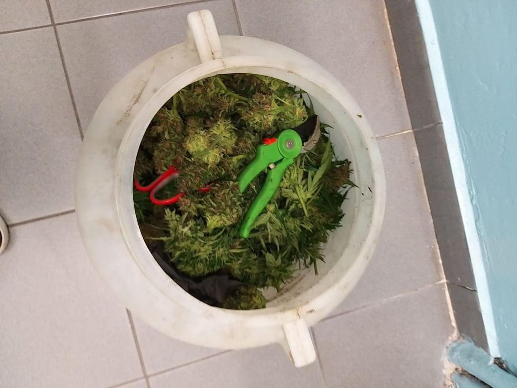 BEŁCHATÓW. 29-latek zatrzymany z beczką wypełnioną marihuaną. Pod miastem miał plantację