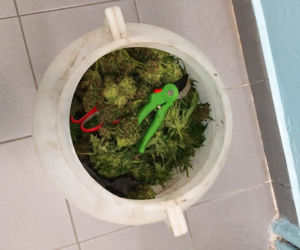 BEŁCHATÓW. 29-latek zatrzymany z beczką wypełnioną marihuaną. Pod miastem miał plantację
