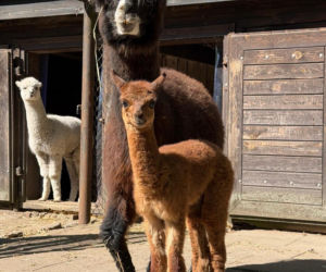 Warszawskie zoo szuka imienia dla nowej alpaki