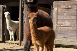 Warszawskie zoo szuka imienia dla nowej alpaki