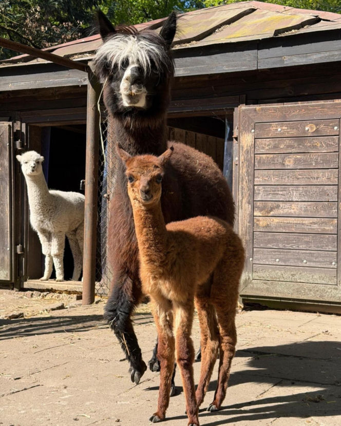 Warszawskie zoo szuka imienia dla nowej alpaki