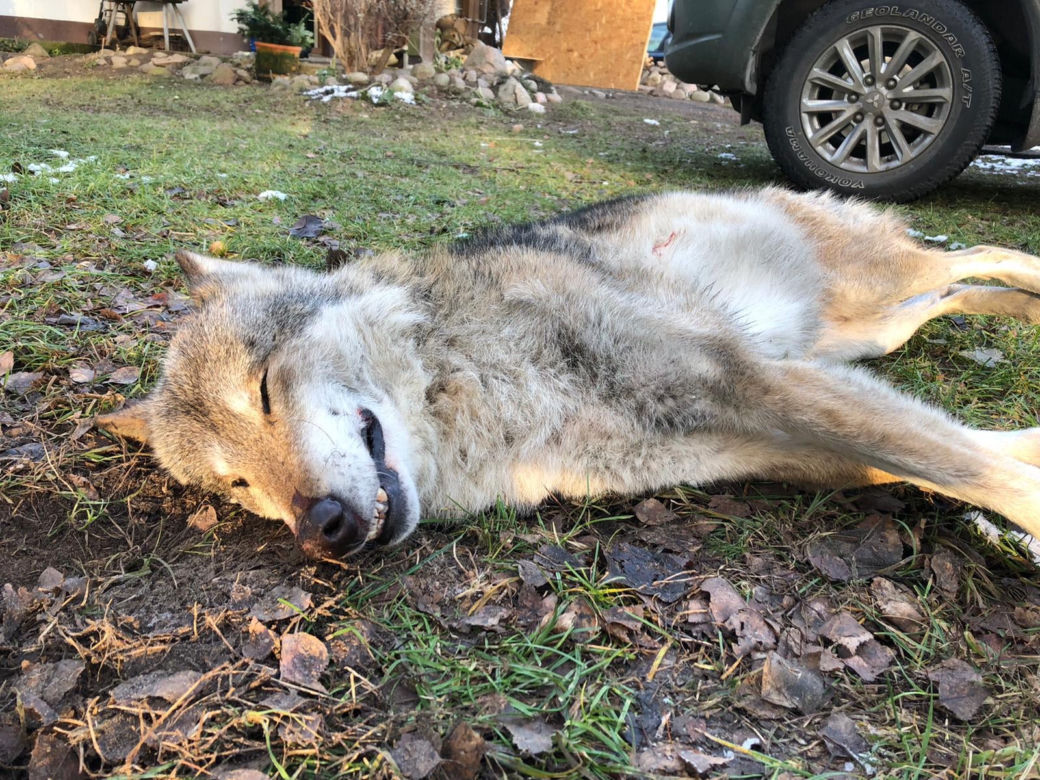 Samochód zabił jednego z najstarszych wilków w Puszczy Bydgoskiej