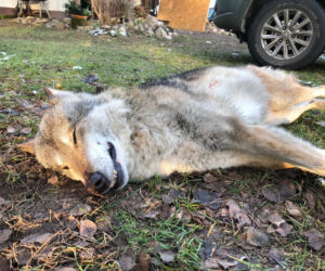 Samochód zabił jednego z najstarszych wilków w Puszczy Bydgoskiej