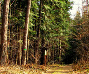 Rezerwat Sufraganiec