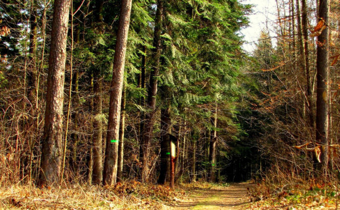 Rezerwat Sufraganiec