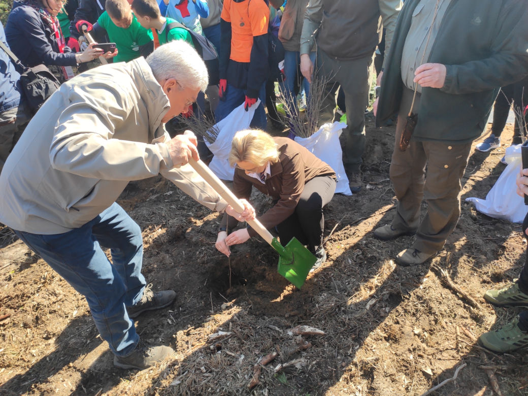 W Lesie Kapturskim posadzono nowe drzewa