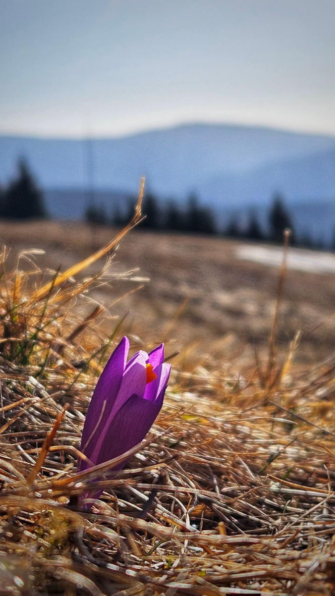 Krokusy na Rysiance