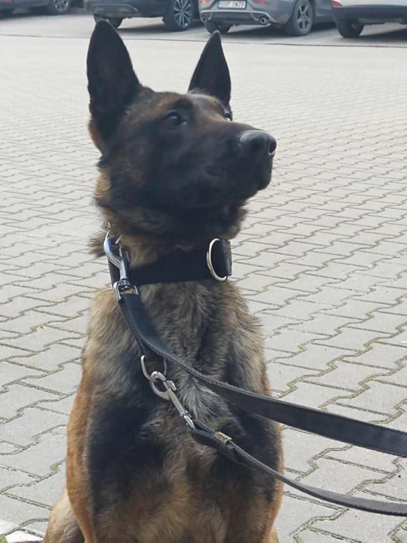 Szewron dołączył do grona policjantów. To zawodowiec do zadań specjalnych na czterech łapach