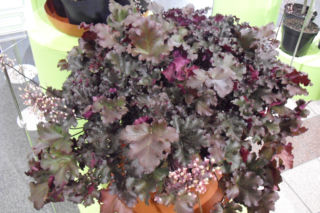 Żurawka ‘Agata’ - Heuchera  'Agata'