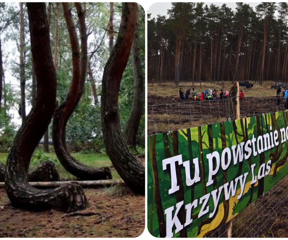 Pod Gryfinem posadzili nowy Krzywy Las. Będzie taki jak jego pierwowzór?