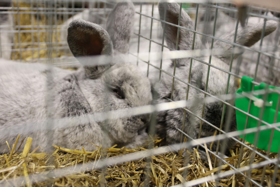 Zoopark 2024 w Lublinie. Można podziwiać wiele gatunków zwierząt