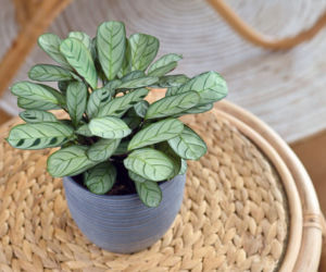 Ctenanthe - jak pielęgnować tę piękną roślinę doniczkową?