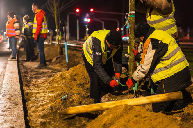 Nowe drzewa na ul. Marszałkowskiej w Warszawie