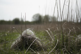 Lis uwięziony w sidłach. Nietypowa akcja ratunkowa na Podkarpaciu