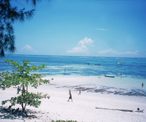 hawaje, palmy, wakacje