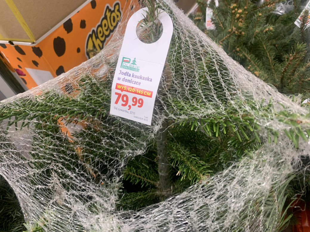 Ile kosztują popularne drzewka w doniczce?