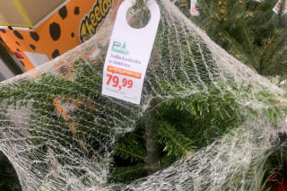 Ile kosztują popularne drzewka w doniczce?