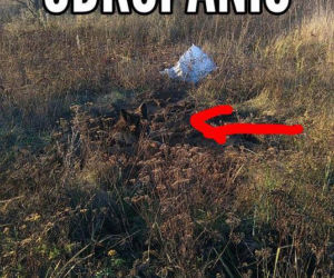 2 Suczka owczarka została zakopana żywcem w okolicy ul. Zagrodowej. POSZUKIWANY sprawca!