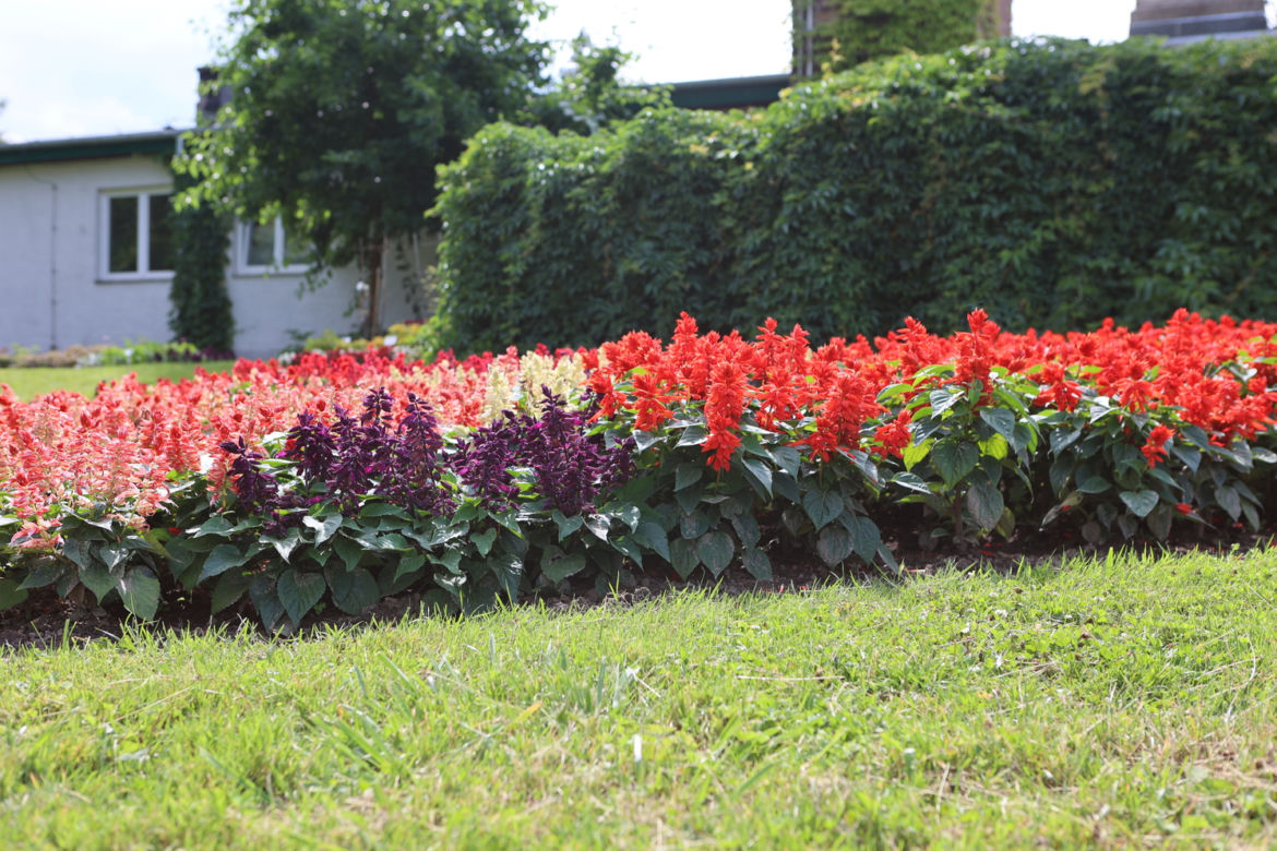 Kwitnący Ogród Botaniczny UMCS w Lublinie