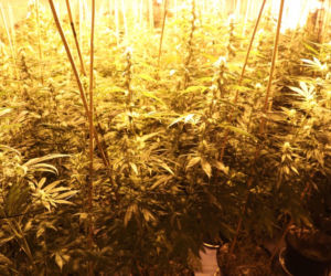 Sokółka. Nielegalna plantacja konopi zlikwidowana. Dwie osoby zatrzymane