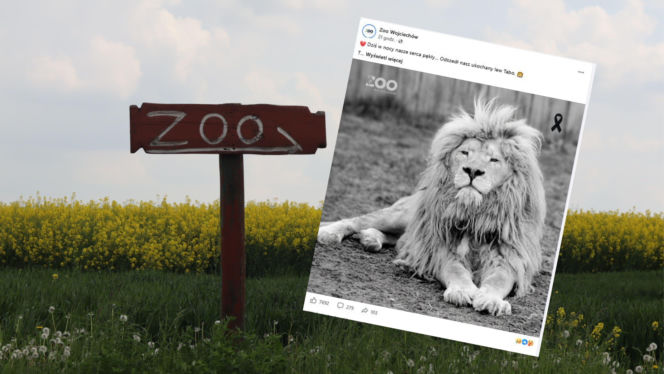 Zoo w Wojciechowie żegna swojego króla