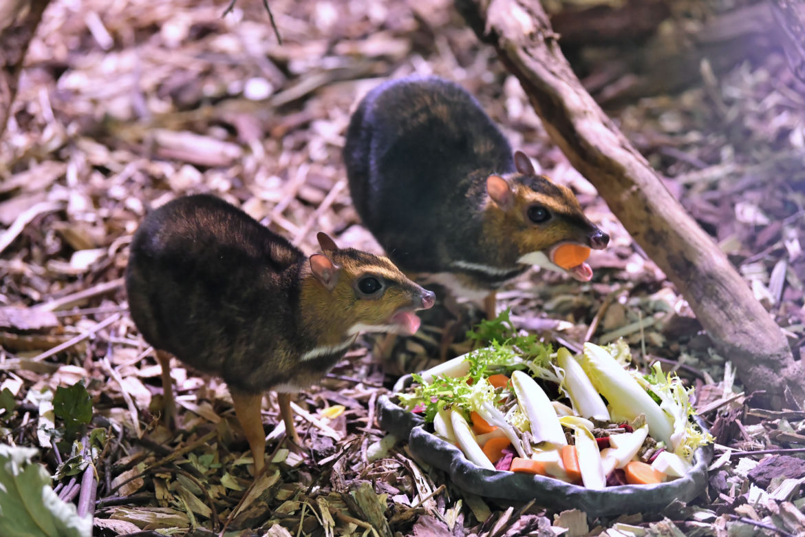 Myszojeleń we wrocławskim zoo osiągnął już rozmiary dorosłego osobnika